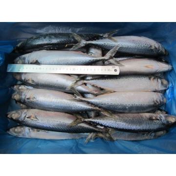 Cheap Price Frozen Pacific Mackerel With Best Quality