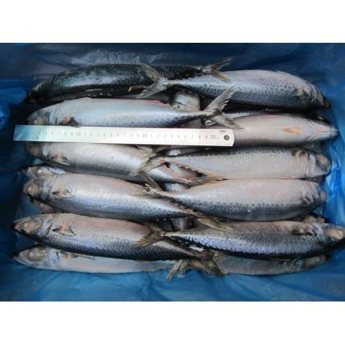 Günstiger Preis gefrorener pazifischer Makrele mit bester Qualität