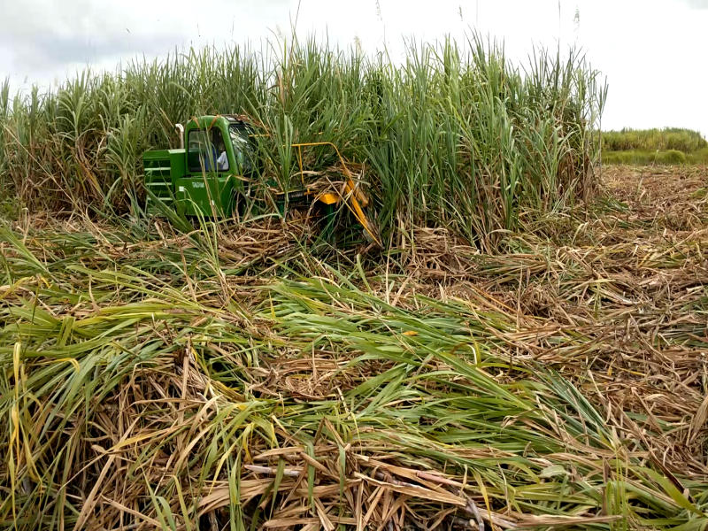 SH15 Sugarcane Harvester