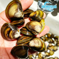 Vongole vive depurate e carne di vongole congelata pulita