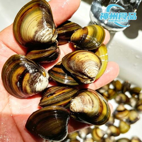 Vongole depurate e carne di vongole congelata pulita