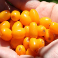 Reines Meeres Buckthorn Beeren Hippophae Rhamnoides Pulver