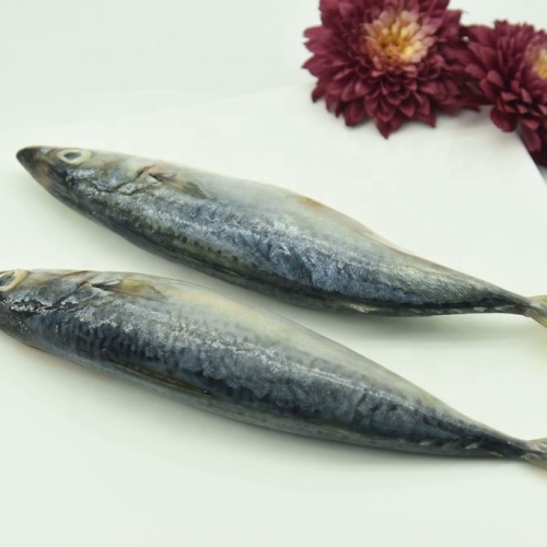 Zamrożone Pacific Mackerel na sprzedaż w dostosowywaniu 8-10 sztuk / kg