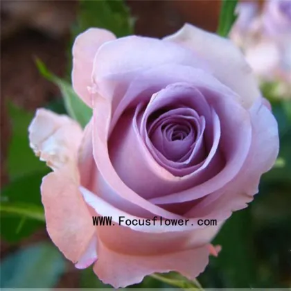 Yunnan China Fresh Cut Rose Direct Farm Supply