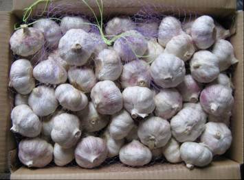 normal white garlic with different packing
