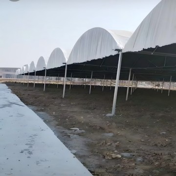 Black-White Film Greenhouse for Optimal Mushroom Growth