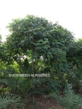 Sophora xanthantha C. Y. Ma