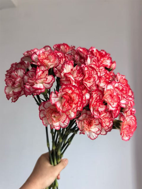 Dance tune spray carnation2