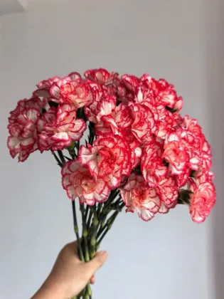 Dance tune spray carnation