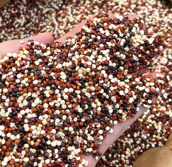 tricolor quinoa