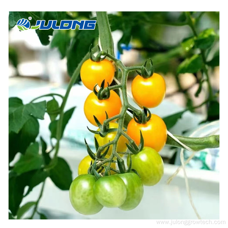 Commercial plastic film agricultural Tomato greenhouse