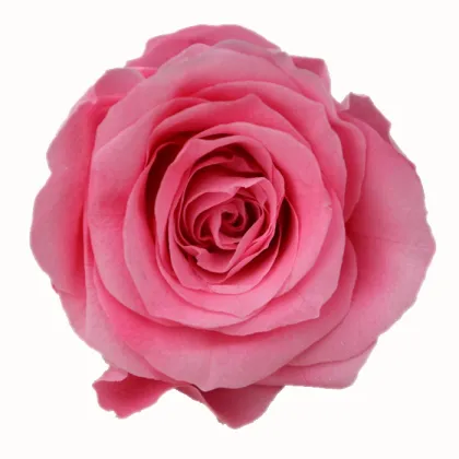 Sweet Pink Rose Flowers - Fresh Cut Flowers & Preserved Options