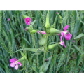 Wang Bu Liu Xing Extract Cowherb Seed Extract Semen Vaccariae Extract