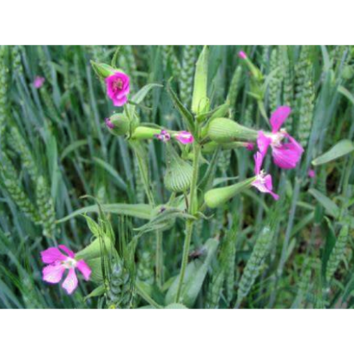 Wang Bu Liu Xing Extract Cowherb Seed Extract Semen Vaccariae Extract
