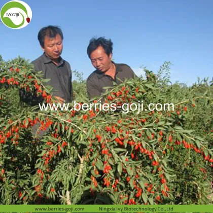 Factory Wholesale Sun Dried New Harvest Wolfberry