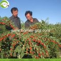 Nutrizione naturale all&#39;ingrosso di Zhongning Goji Berry della fabbrica