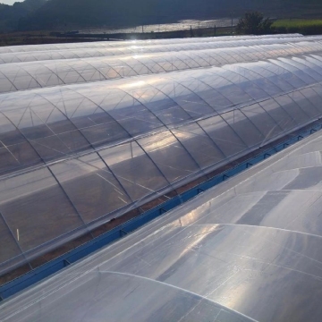 Single Greenhouse For Seedling Raising