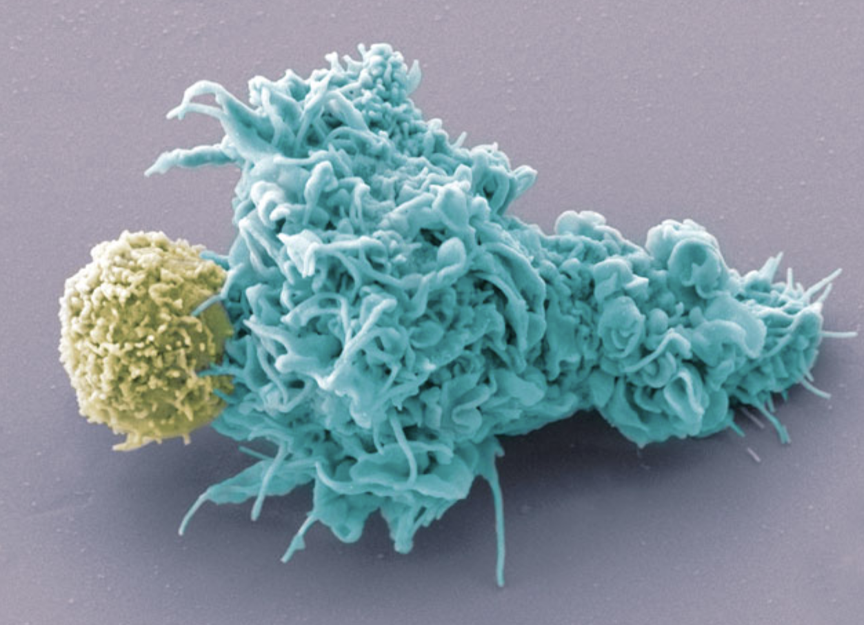 High Purity Empedobacter Brevis