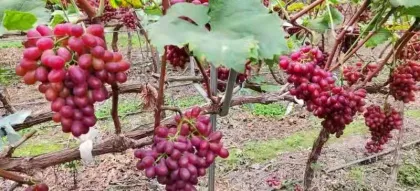 fresh yunnan class one seedless red grape