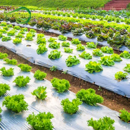 LDPE plastic mulching film for agriculture planting