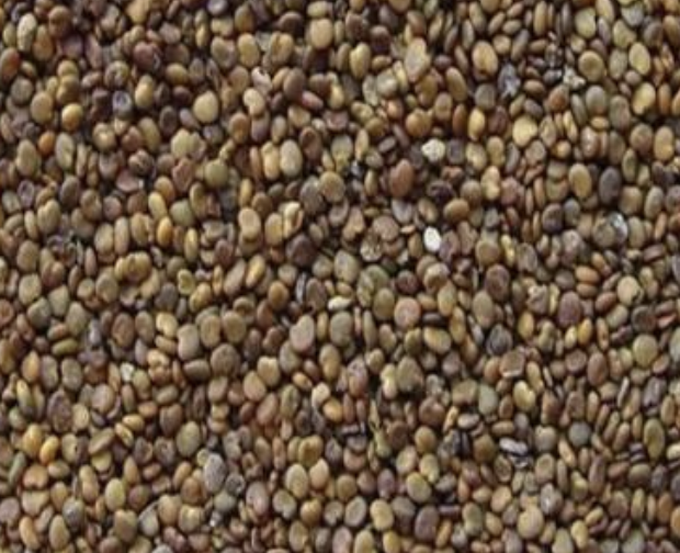 Astragalus Complanatus Extract