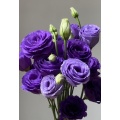 বেগুনি Lisianthus ফুলের জন্য ডাবল টাটকা কাট ফুল
