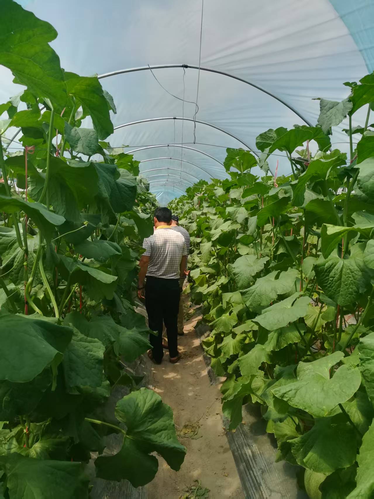 قاعدة زراعة تعريشة عمودية للبطيخ المزروع في الدفيئة (4) Greenhouse-grown melon vertical trellis cultivation base (4)