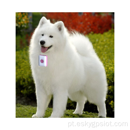 4G PET Rastreador GPS