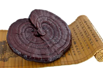 raw materials supplements ganoderma lucidum red mushroom