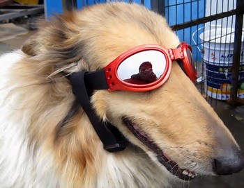 dog eyeglasses