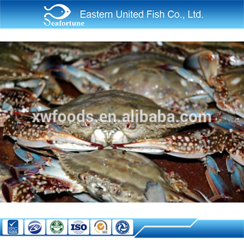 chinese sea wholesale health price of fresh crab detail