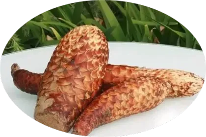 Sexual Enhancement Materials Cistanche Deserticola Extract