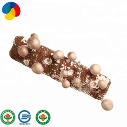 Mass- produced   new Shiitake Mushroom Spawns/Fungus