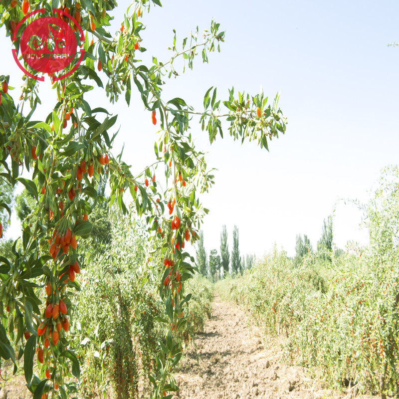 Superfood Anti-âge Protéger les baies de goji biologiques