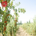 Goji Berry Organik Herba Tradisional yang Lebih Baik