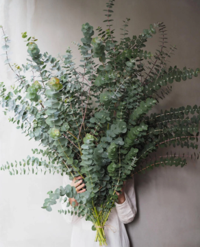 Large Leaf Eucalyptus for Home Decor