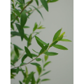 মার্জিত ল্যান্ডস্কেপিংয়ের জন্য Spiraea পাতার তুষার উইলো গ্রিনারি