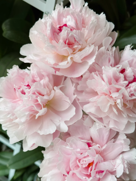 Caixia Pink Peony Blooms for Elegant Garden Decor