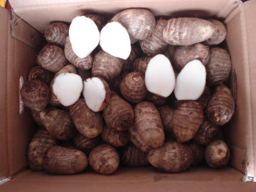 2014 China Fresh Taro