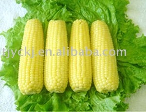 Corn Flavor (HongMei)