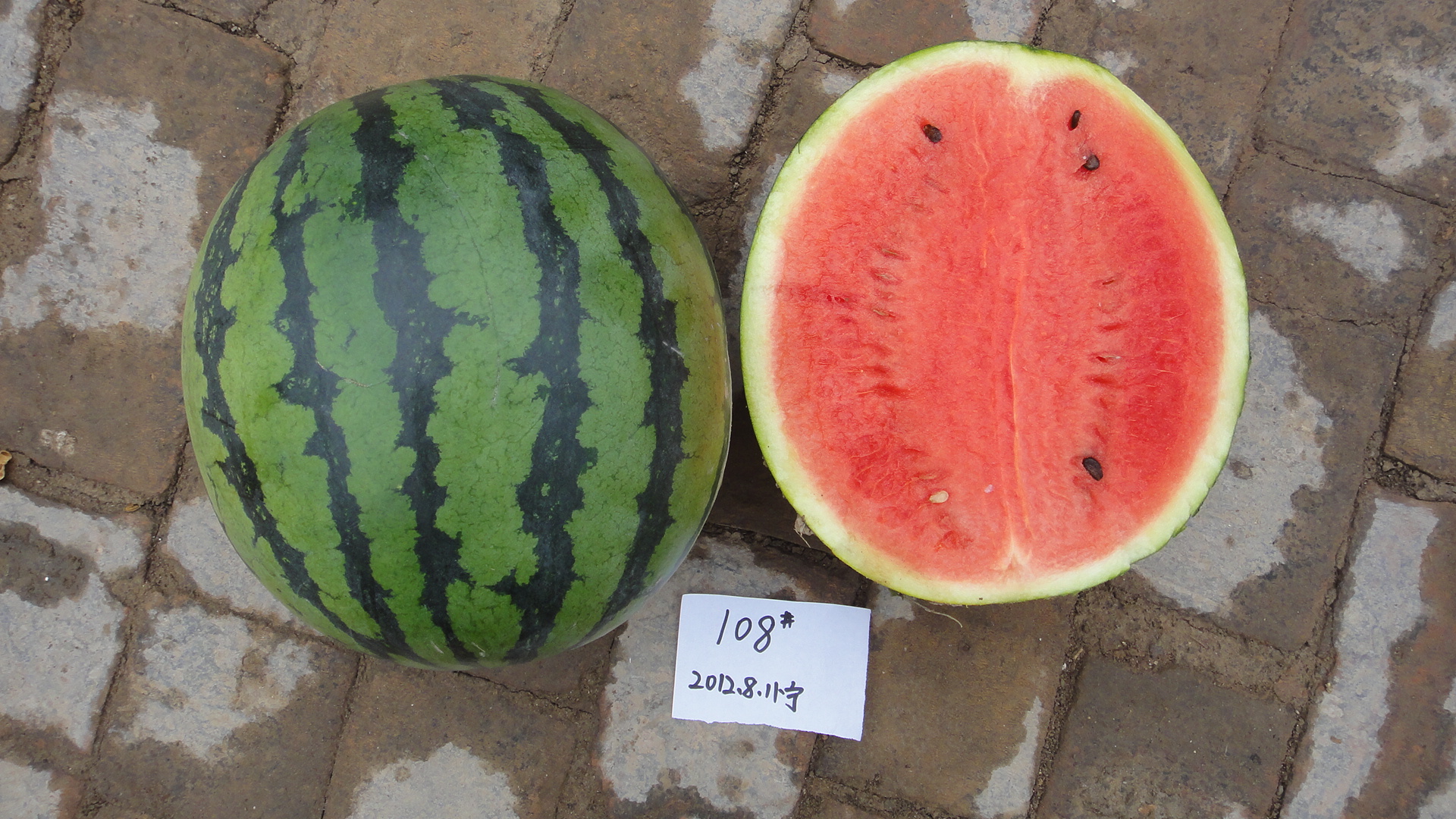 Round Hybrid Watermelon Seeds For Sales