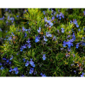 Premium Organic Rosemary Extract for Culinary and Health Uses