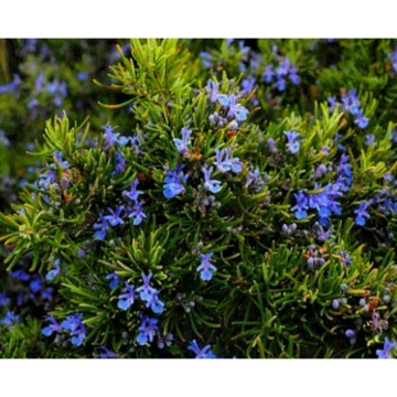 Premium Organic Rosemary Extract for Culinary and Health Uses
