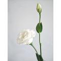 সাদা Lisianthus উচ্চ মানের বিবাহের তাজা ফুল