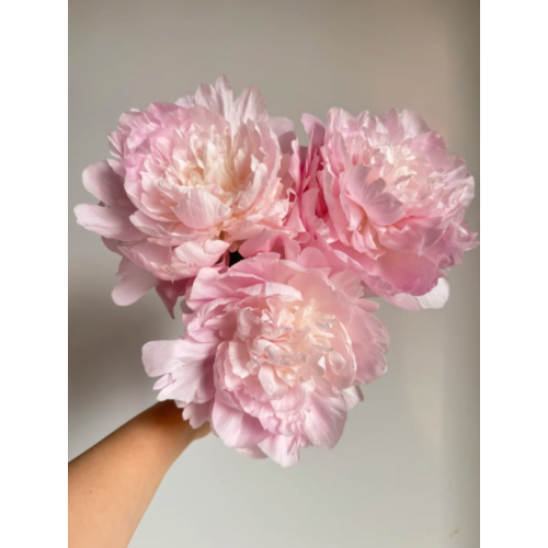 বিলাসবহুল প্রিমিয়াম ডিনার প্লেট Peony ফুল