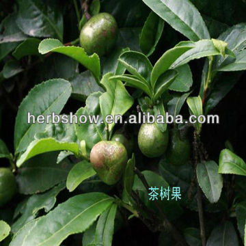 Chinese Tea tree seeds for planting