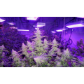 Red Blue Light Greenhouse Plant LED Grow Light