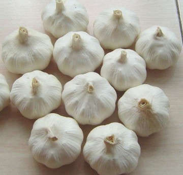 New Pure White Garlics