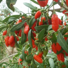 NingXia Top Grade hữu cơ khô Goji Berry Giá