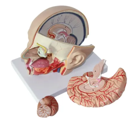 Cerebral Artery Head Anatomy Model